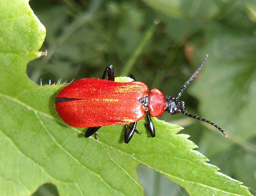 Pyrochroa coccinea, Pyrochroidae