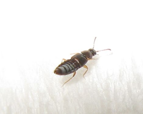 Staphylinidae - Anotylus ?