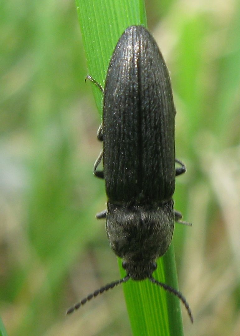 Elateridae:  Cidnopus sp.