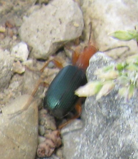 Quale Brachinus ? - Brachinus crepitans (Carabidae)