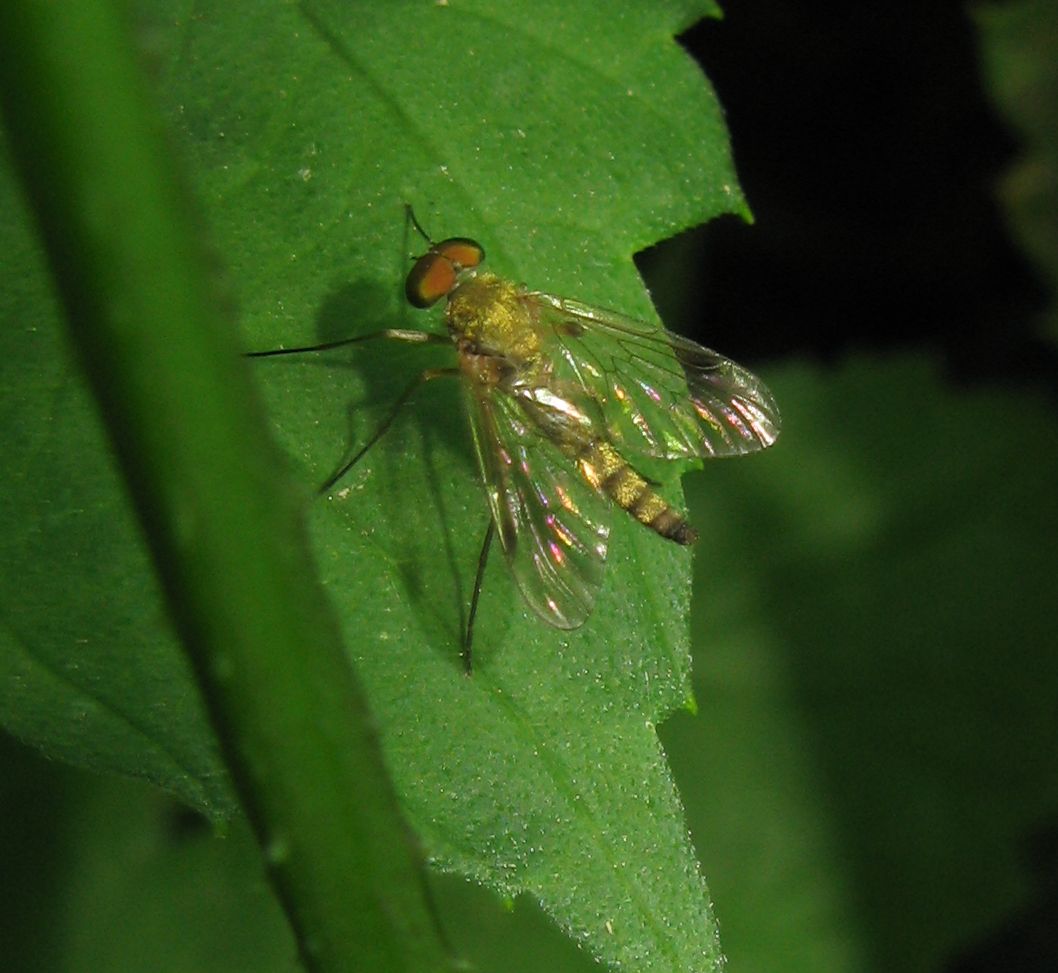 Chrysopilus sp. ? Si, maschio di C. asiliformis