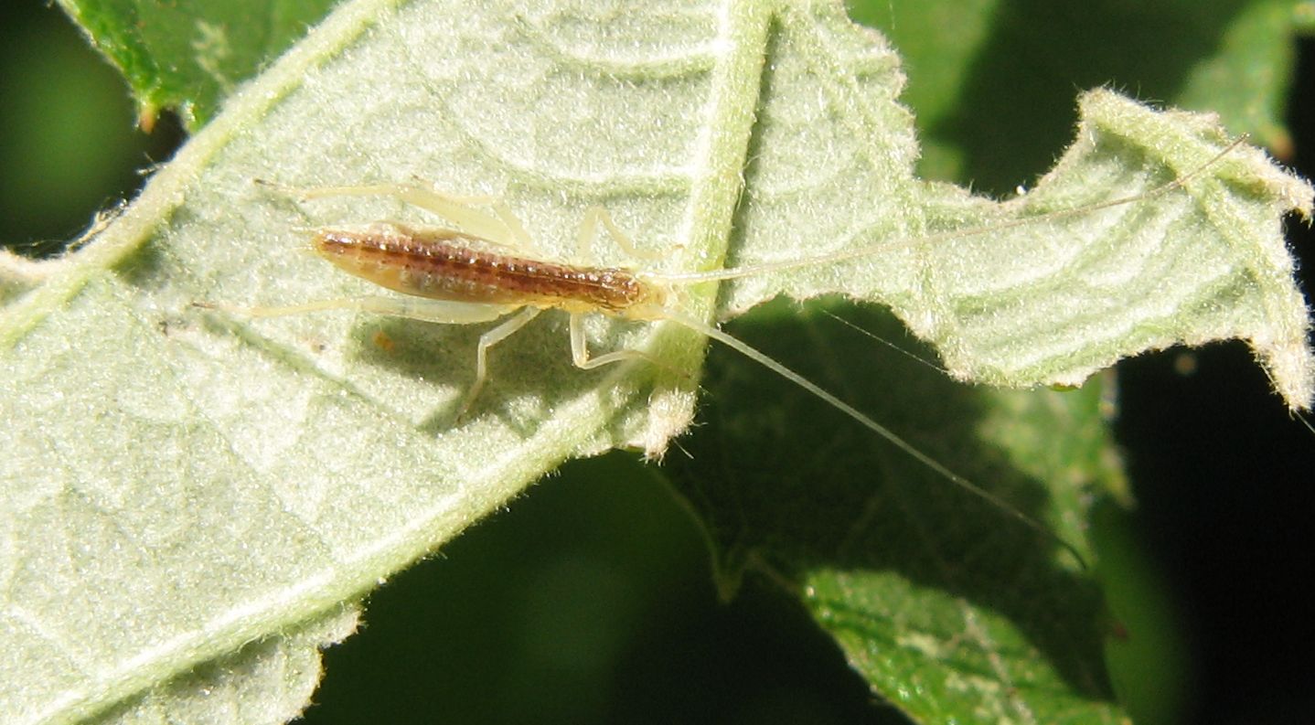 Cos''?  neanide di Oecanthus pellucens (Oecanthidae)