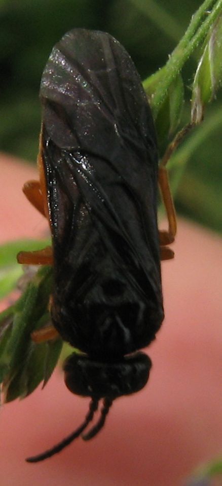 Athalia bicolor, Tenthredinidae