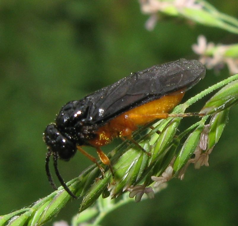 Athalia bicolor, Tenthredinidae