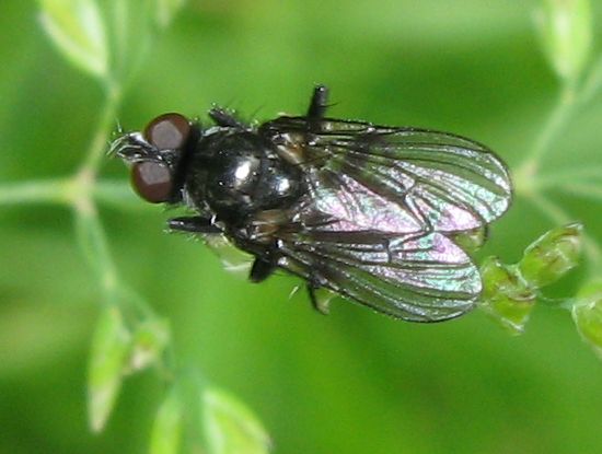 Rhinophoridae ? No, Anthomyiidae