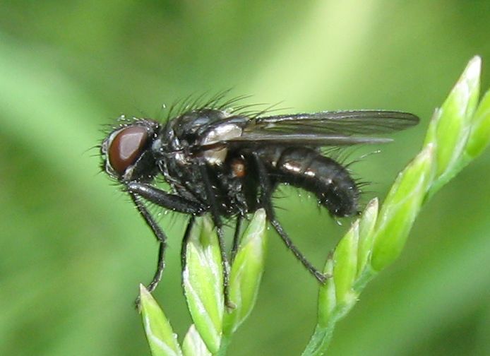 Rhinophoridae ? No, Anthomyiidae