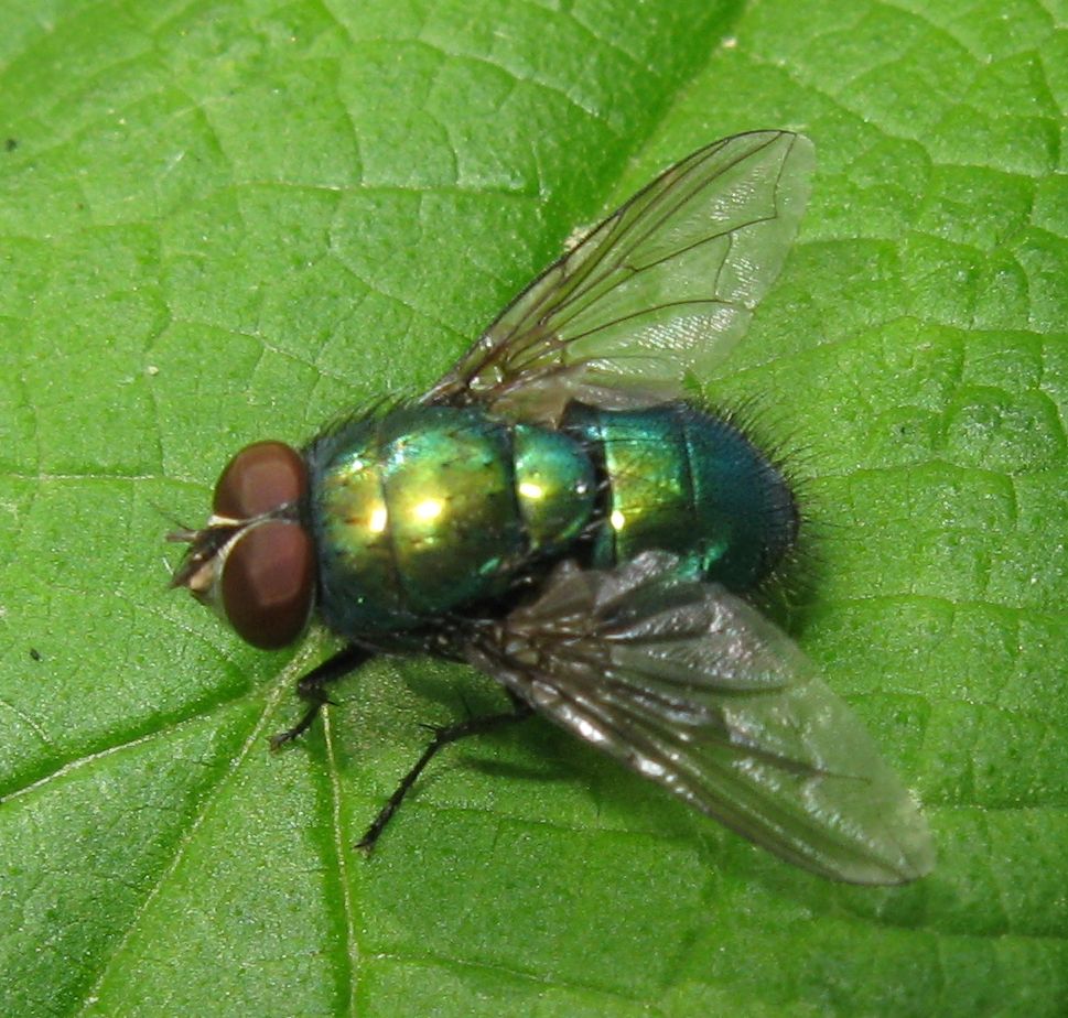 Sempre Lucilia sp. ? Si, maschio