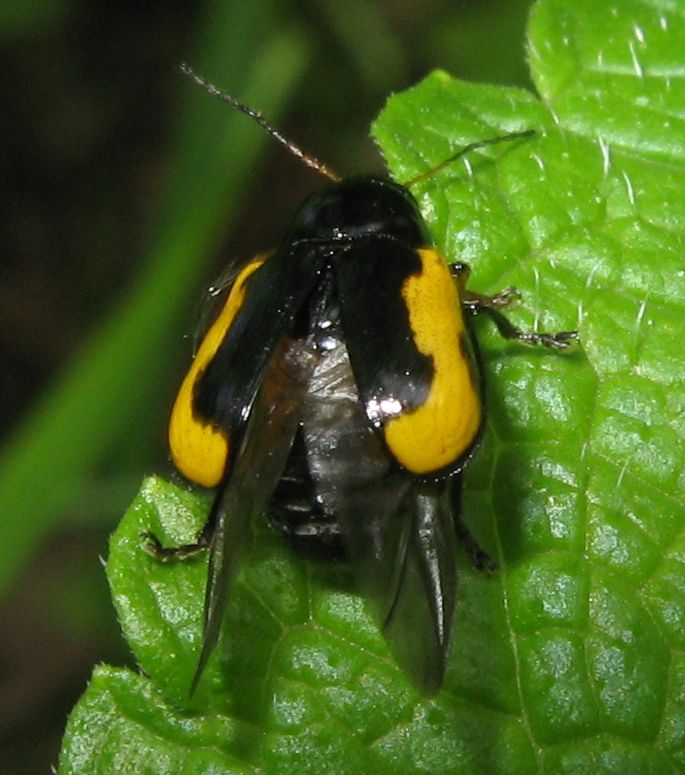 Chrysomelidae: Cryptocephalus stragula? S.