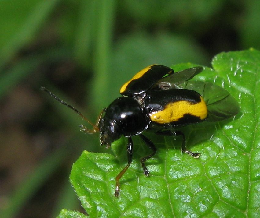 Chrysomelidae: Cryptocephalus stragula? Sì.