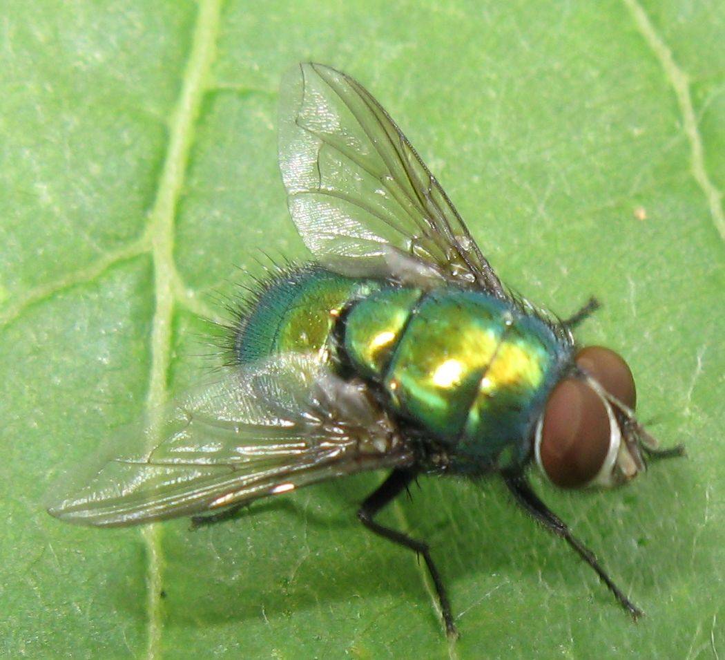 Sempre Lucilia sp. ? Si, maschio