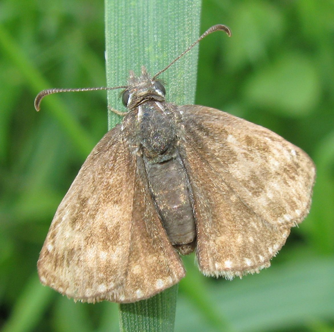 Hesperiidae? S, Erynnis tages