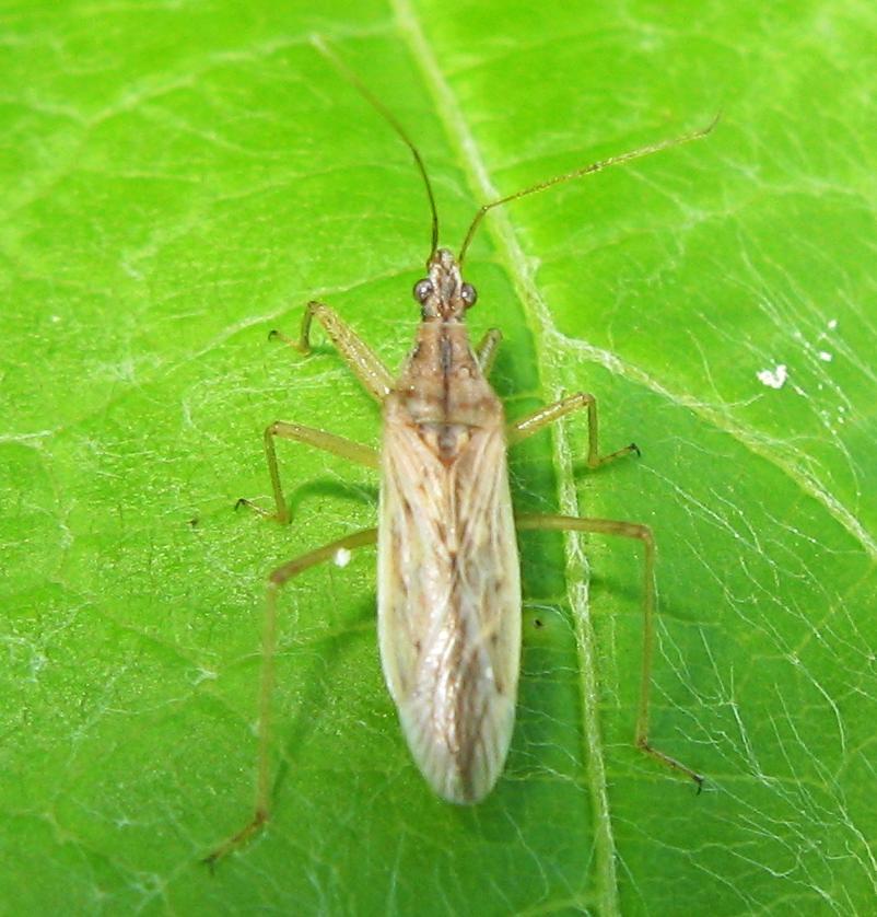 Nabidae? Sì, probabilmente Nabis ferus
