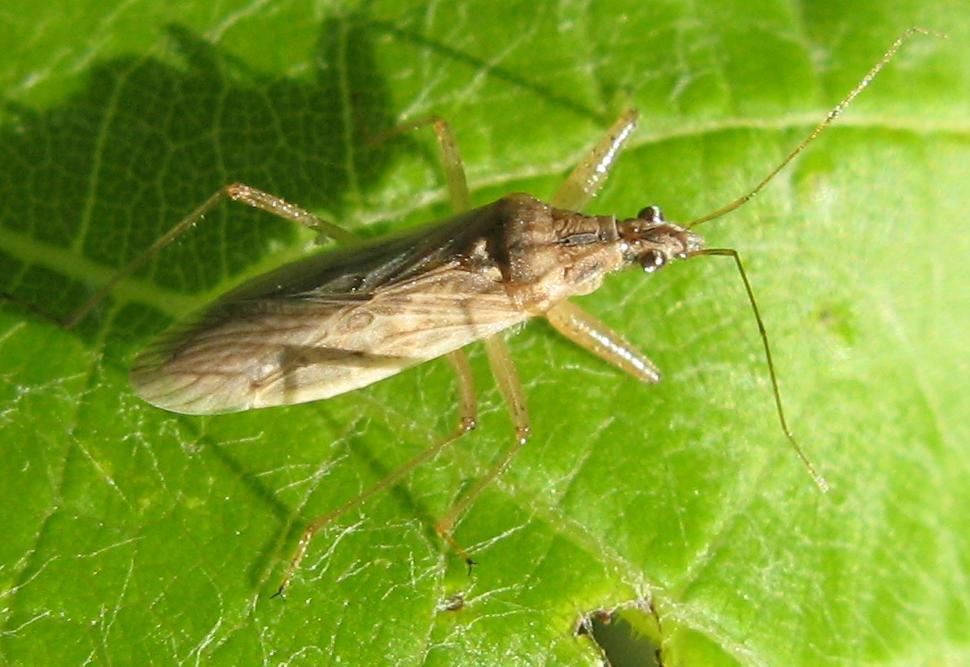 Nabidae? Sì, probabilmente Nabis ferus