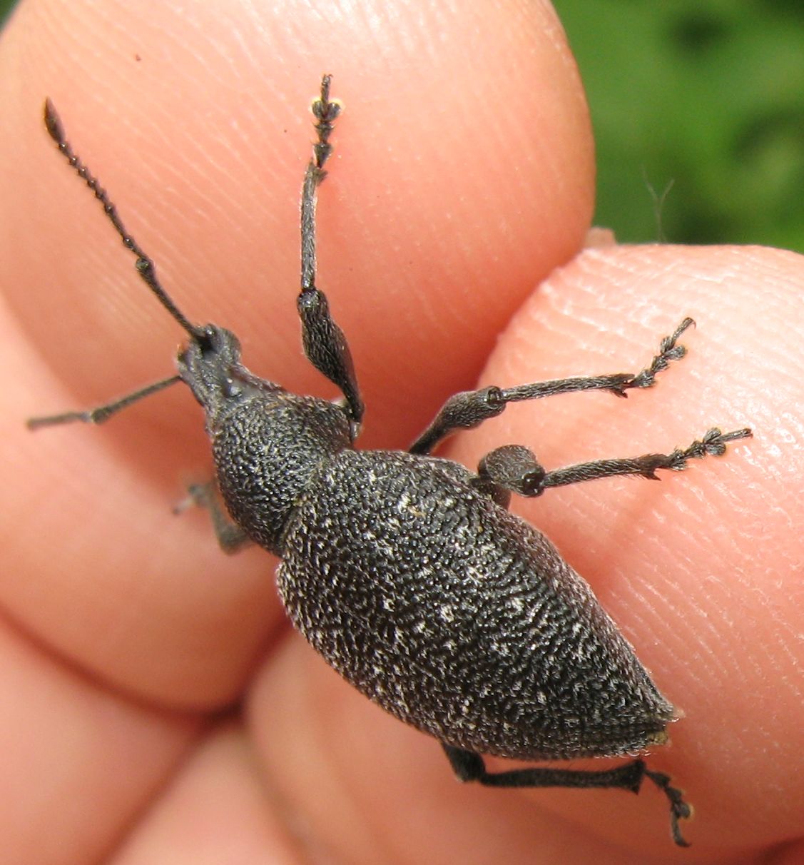 Otiorhynchus caudatus, Curculionidae