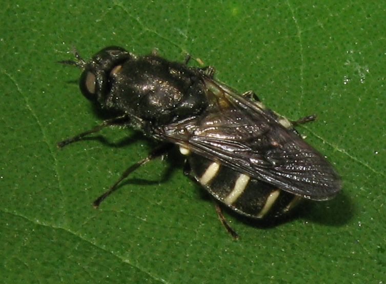 Odontomyia microleon femmina (Stratiomyiidae)