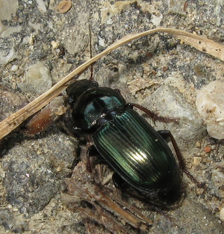 Carrabidae:  Harpalus oblitus