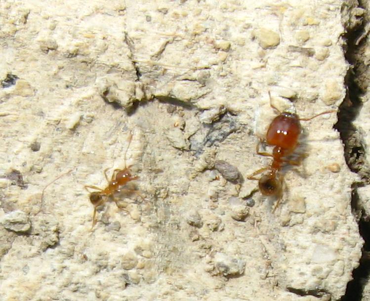 Pheidole pallidula