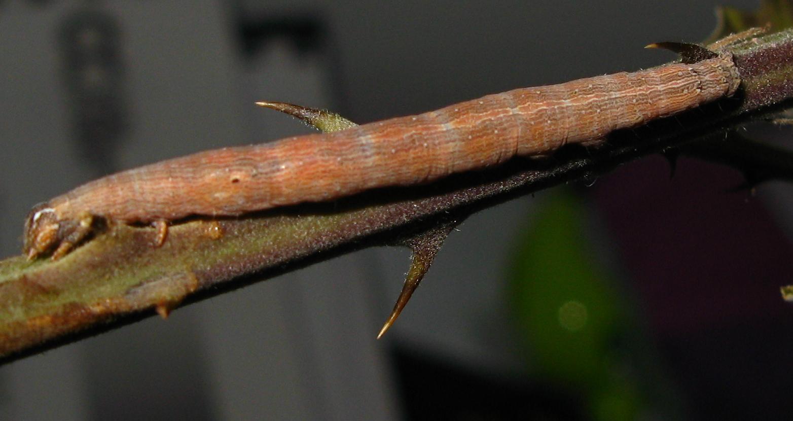 Bruco di Geometridae ?