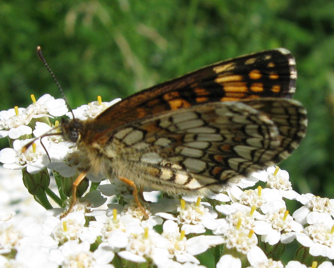 Melitaea athalia ?