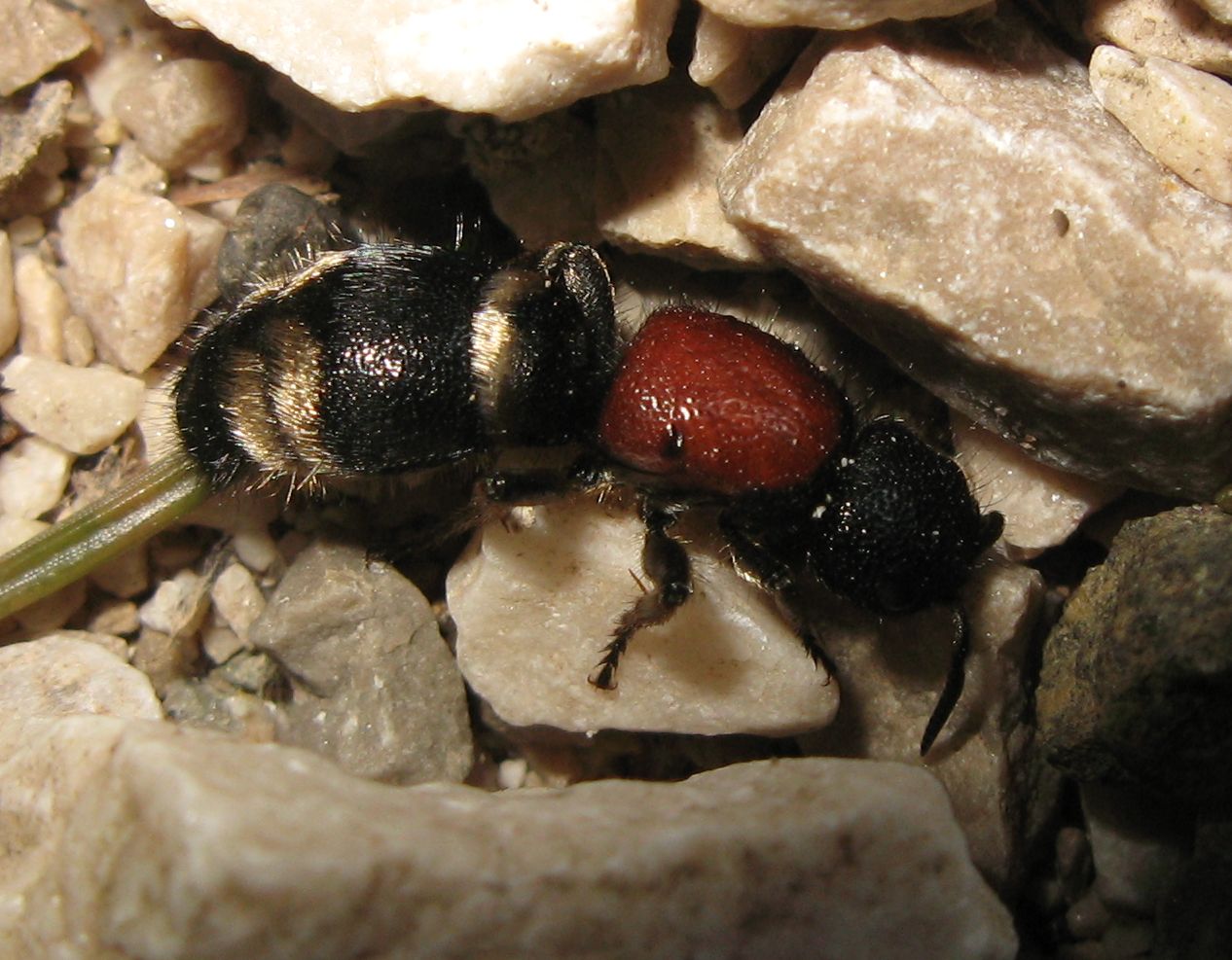 Mutilla europaea
