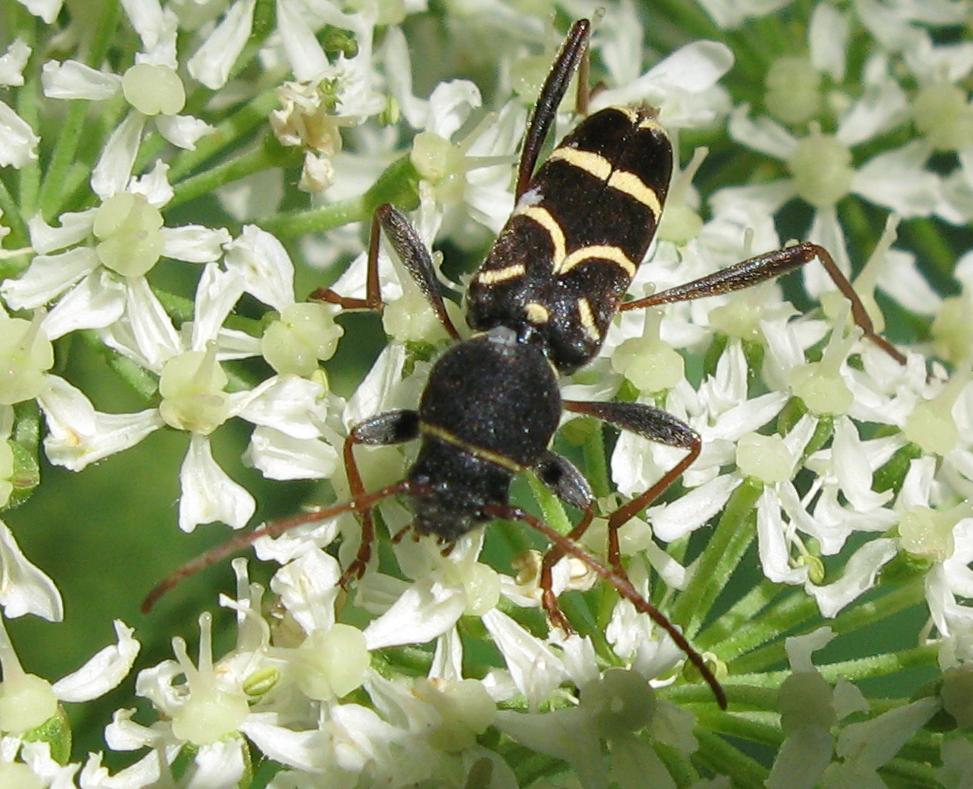 Clytus rhamni