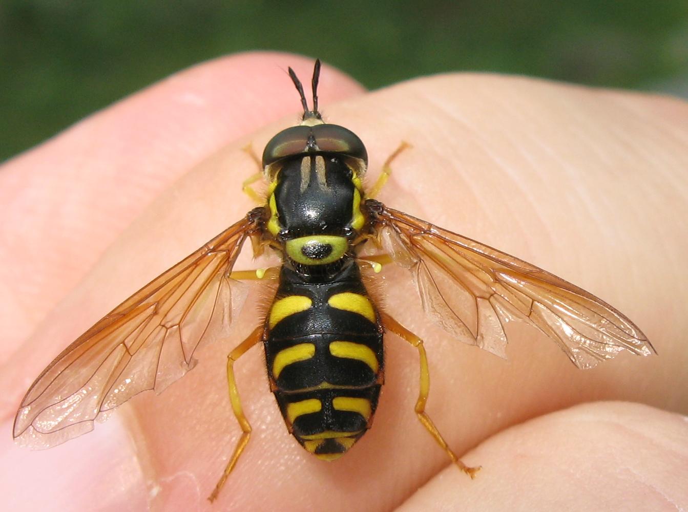 Maschio di Chrysotoxum intermedium?