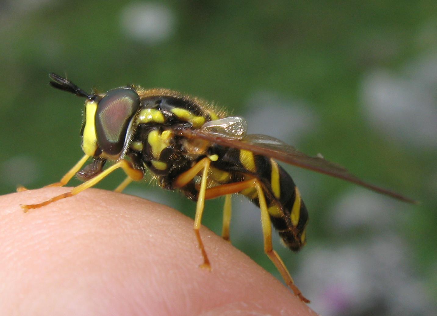 Maschio di Chrysotoxum intermedium?