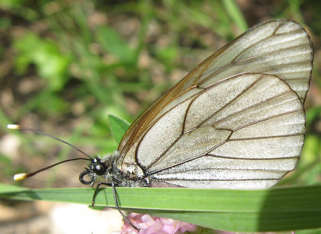 Aporia crataegi ?