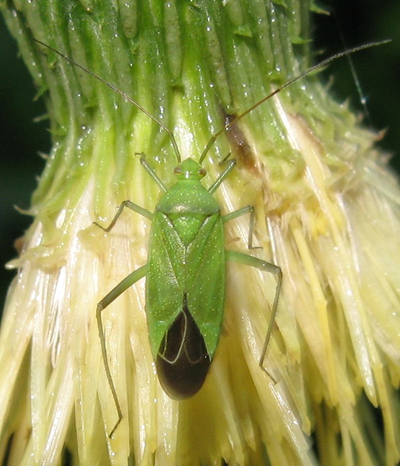 Lygocoris pabulinus o Calocoris affinis? Calocoris affinis