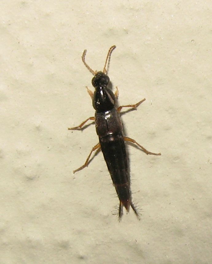Staphylinidae da identificare: Quedius (Raphirus) sp.