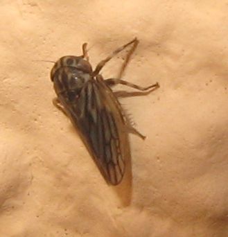 Cicadellidae Agallinae da Segovia (Spagna)