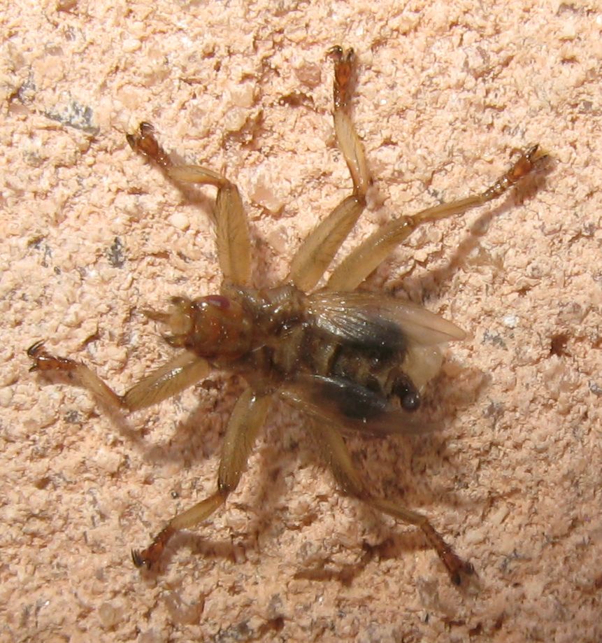 Hippoboscidae - Crataerina pallida ?