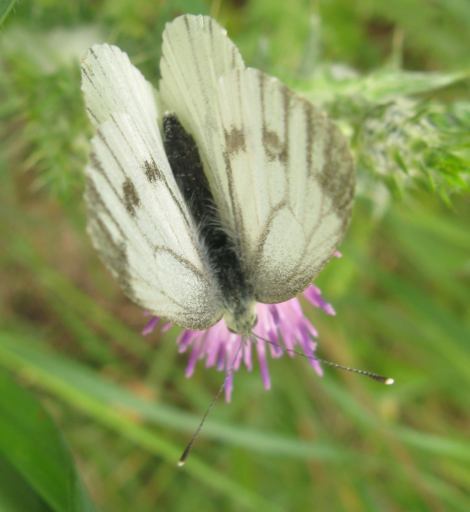 Pieris napi? - Si