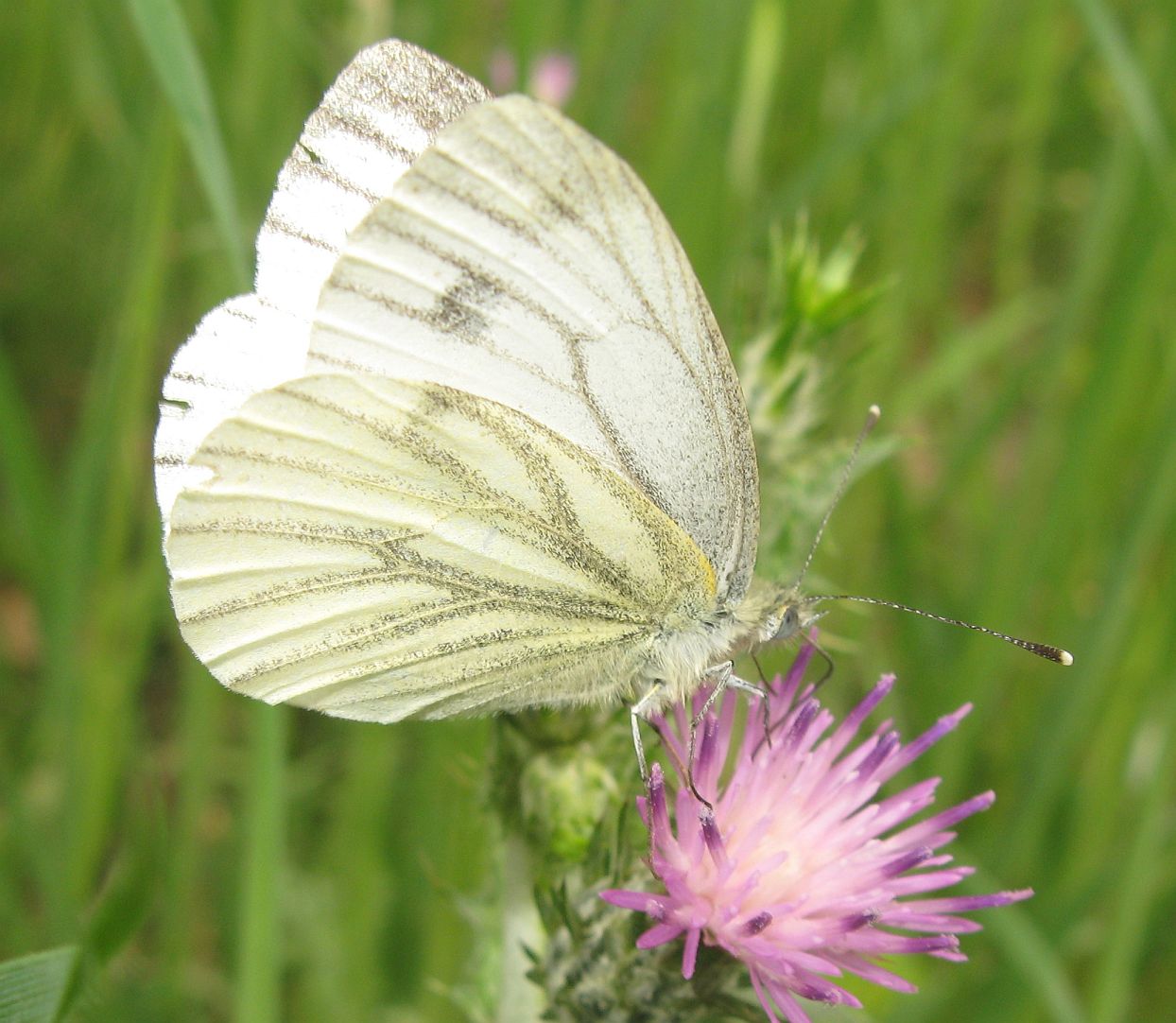 Pieris napi? - Si