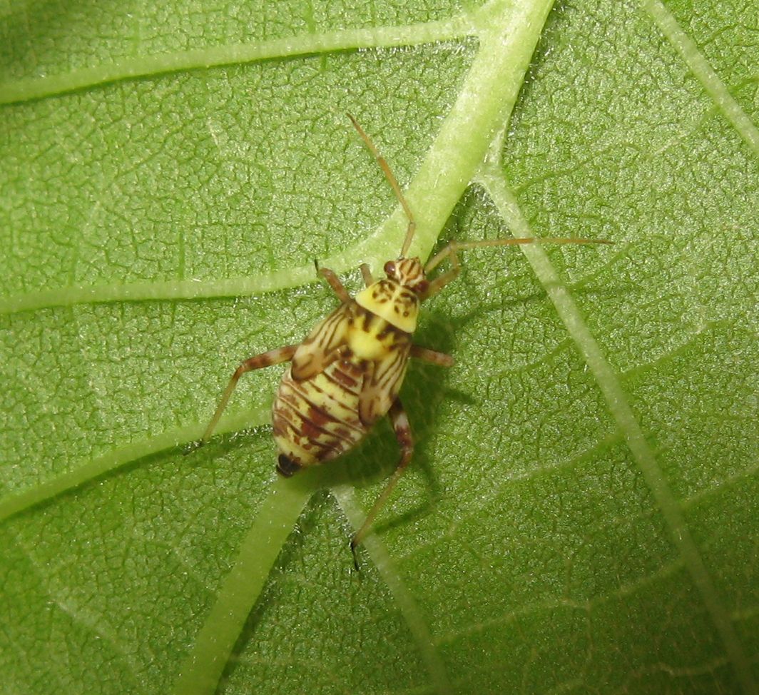 Miridae: Rhabdomiris striatellus (ninfa) dell''Emilia