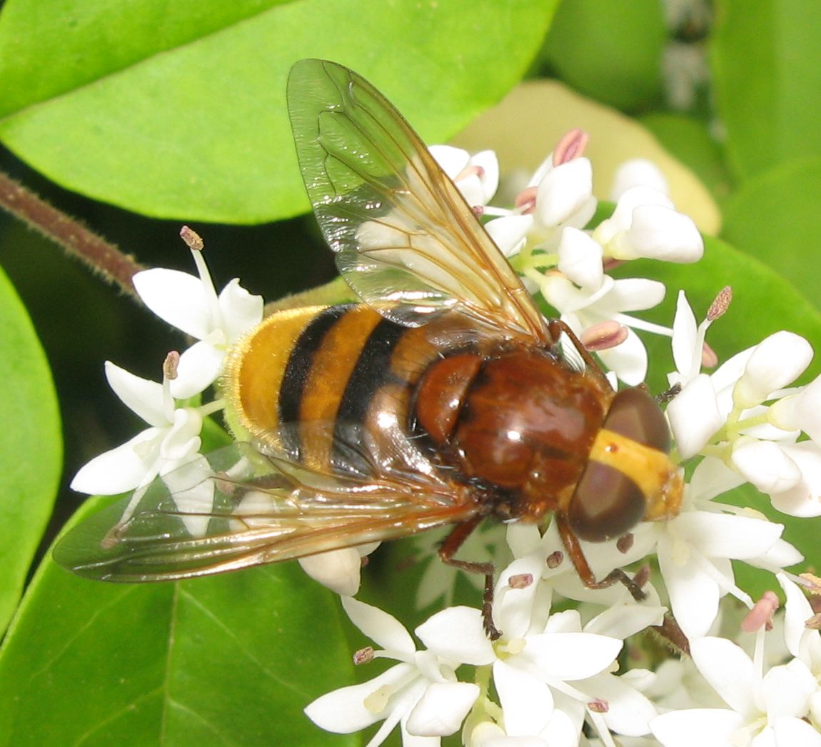 Volucella zonaria ?
