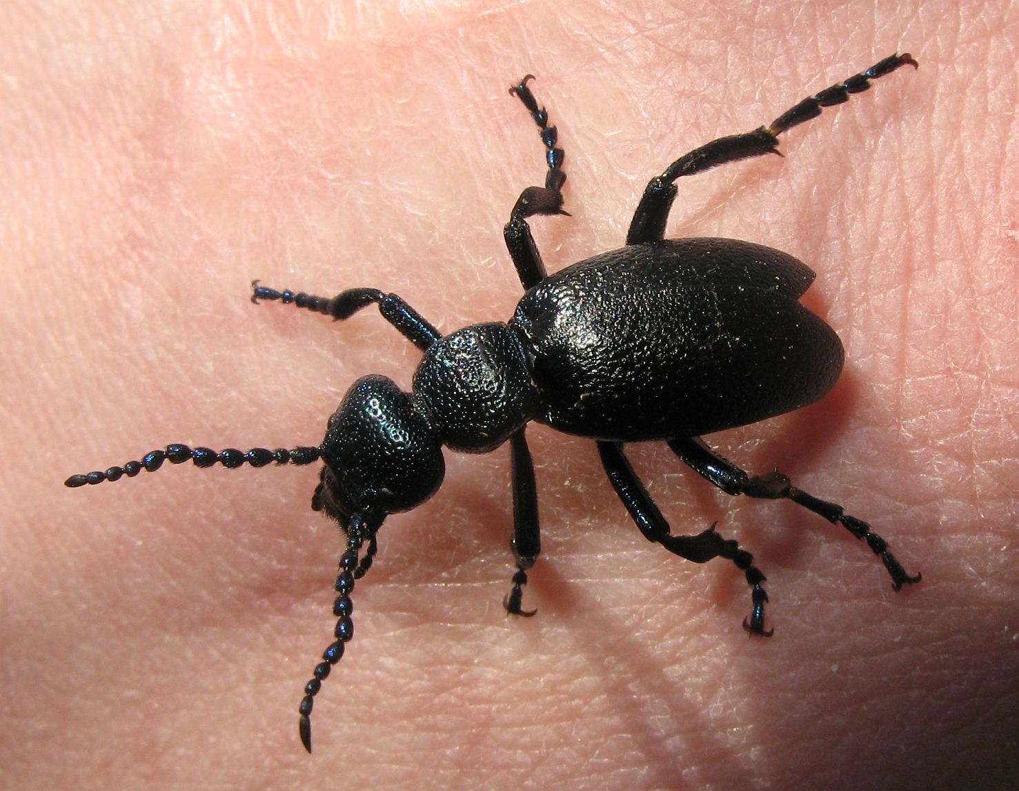 Meloe proscarabaeus dal Trentino