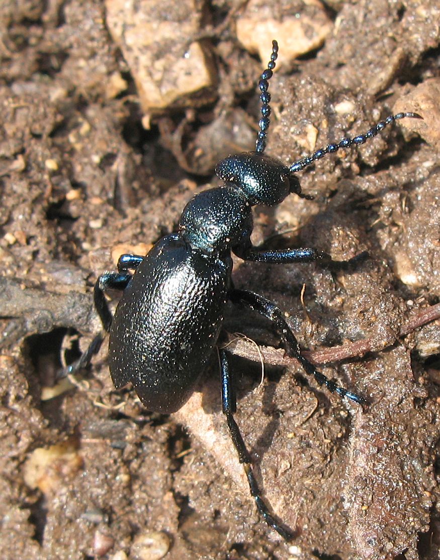 Meloe proscarabaeus dal Trentino