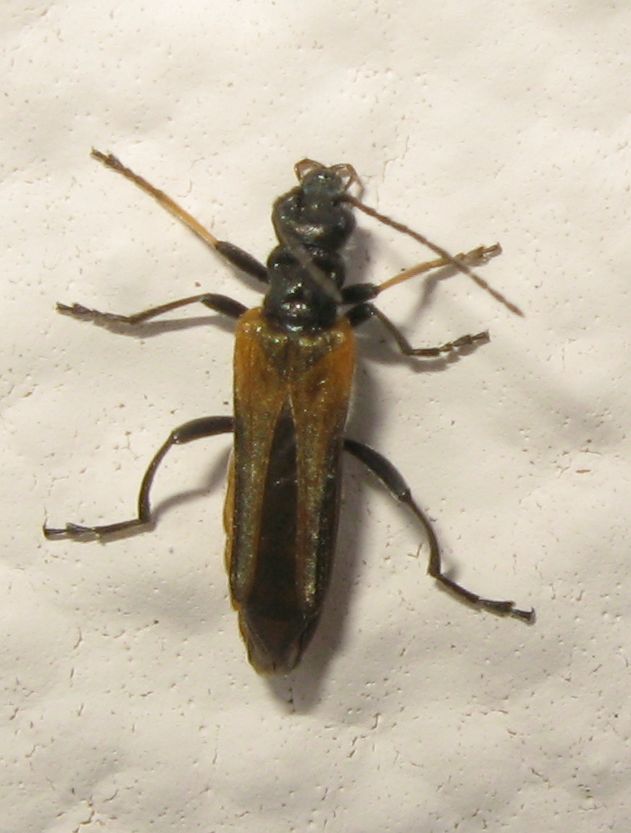 Oedemera dalla Spagna: O. simplex, femmina, Oedemeridae