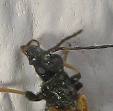Oedemera dalla Spagna: O. simplex, femmina, Oedemeridae