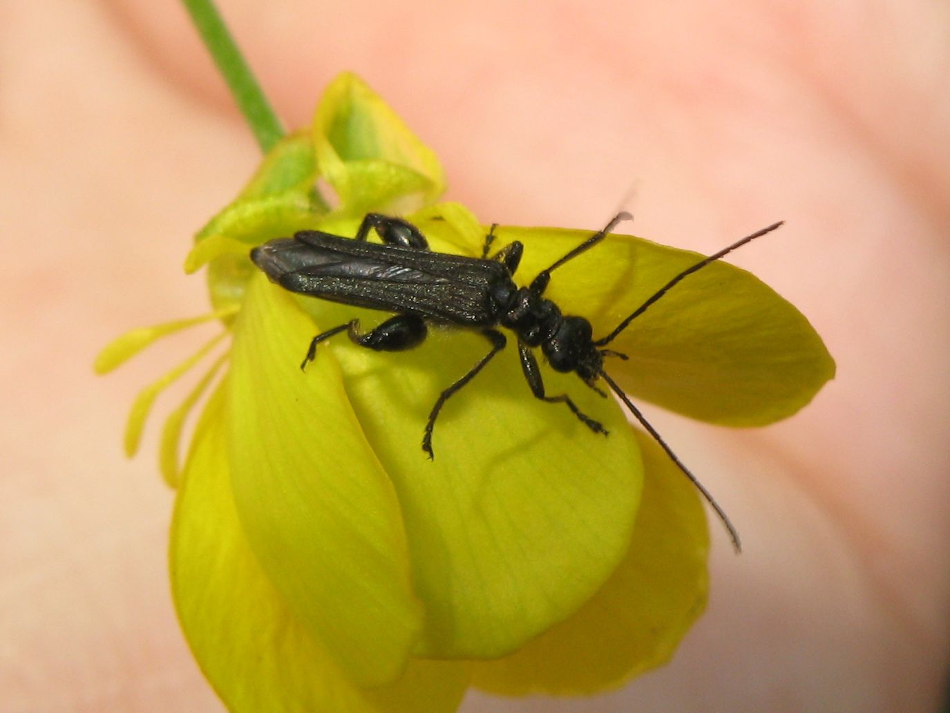 Oedemera atrata