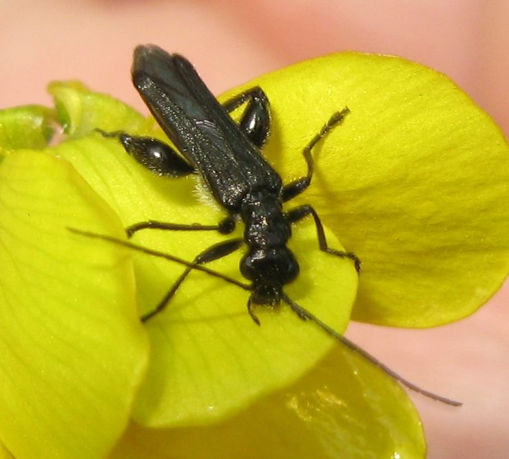 Oedemera atrata