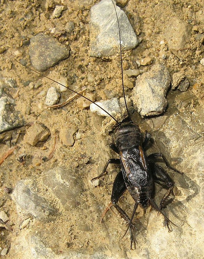 Gryllus campestris ?