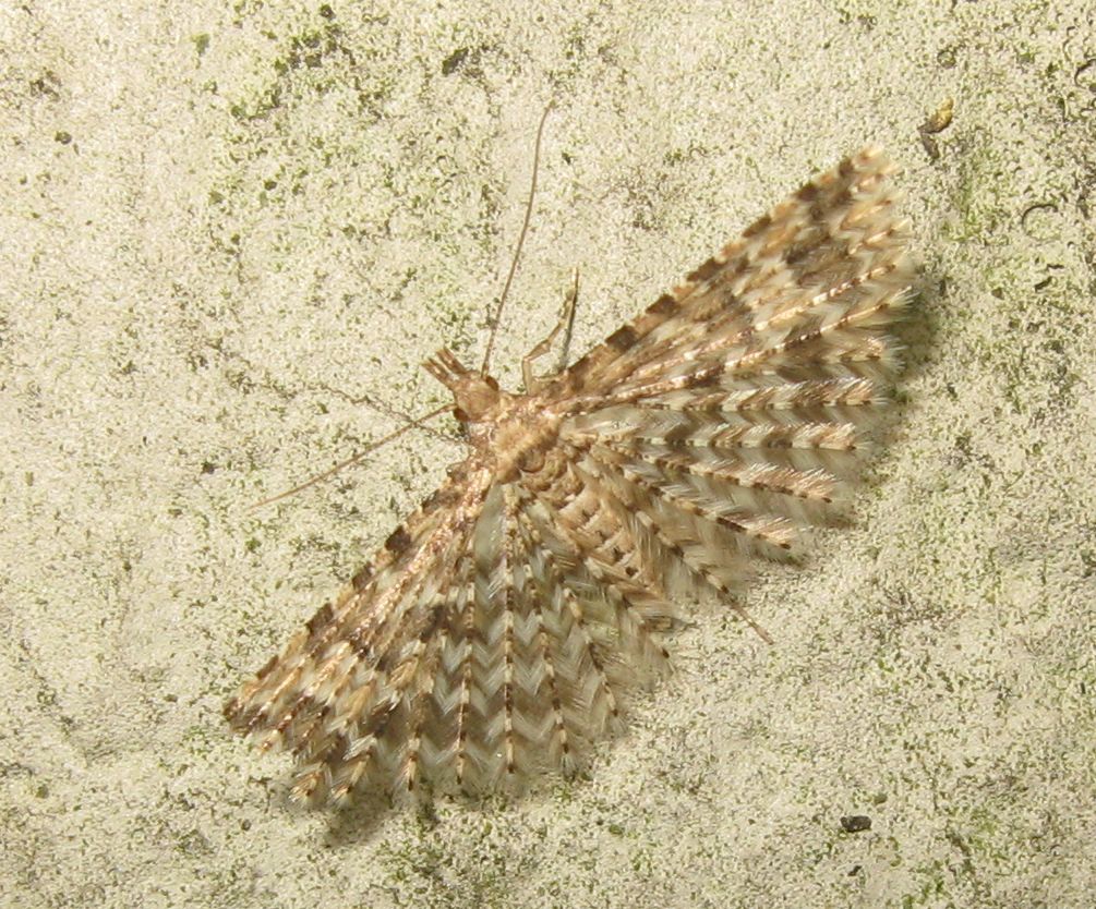 Alucita hexadactyla ?