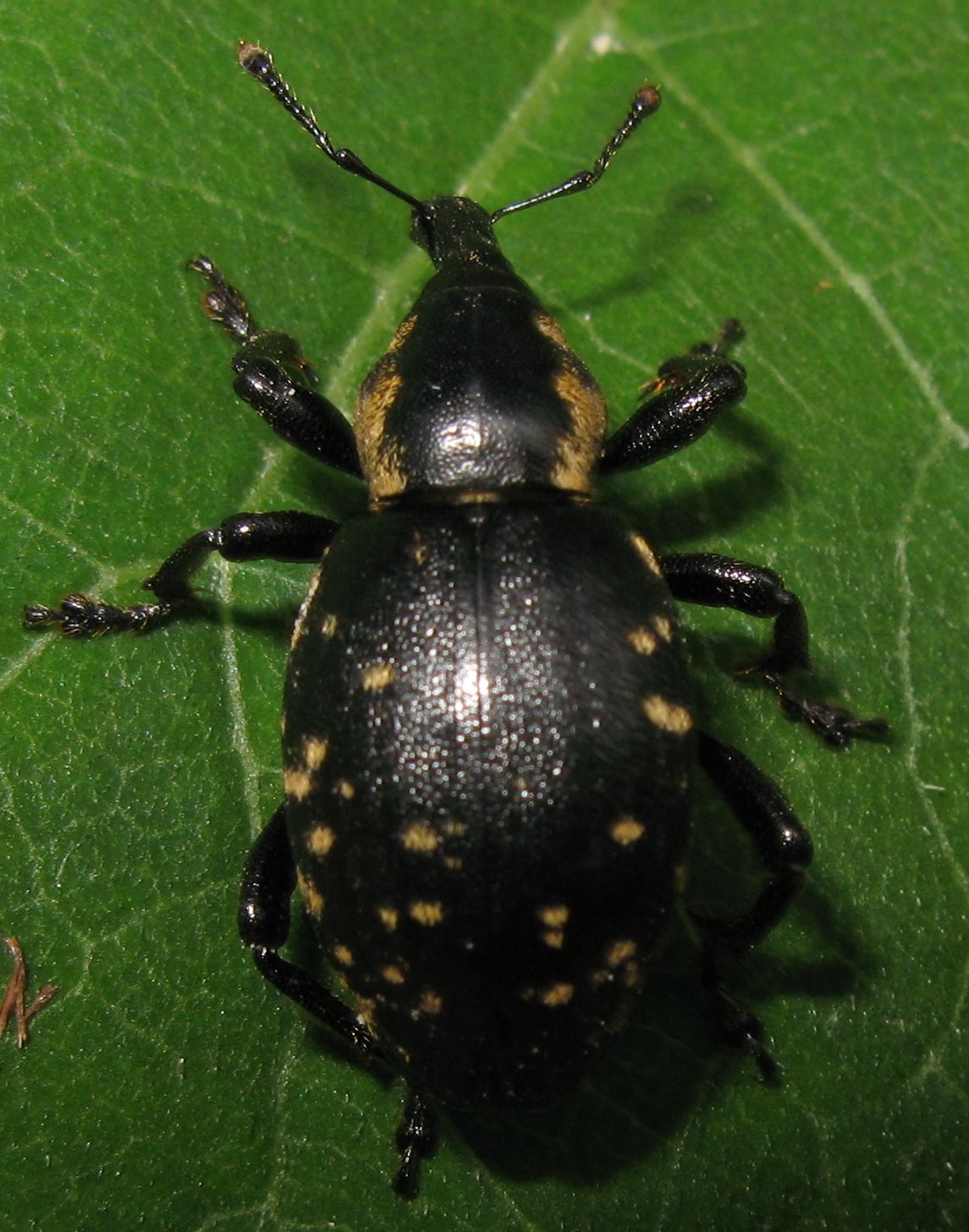 Liparus glabirostris ?