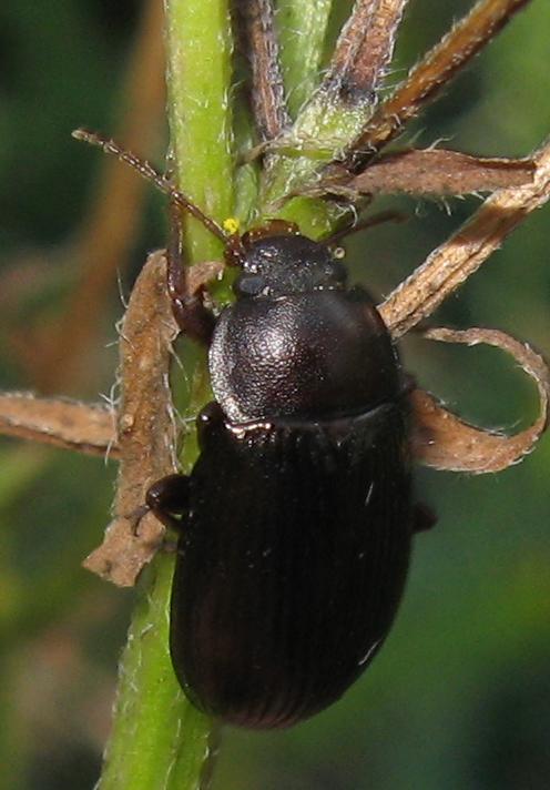 Nalassus sp.