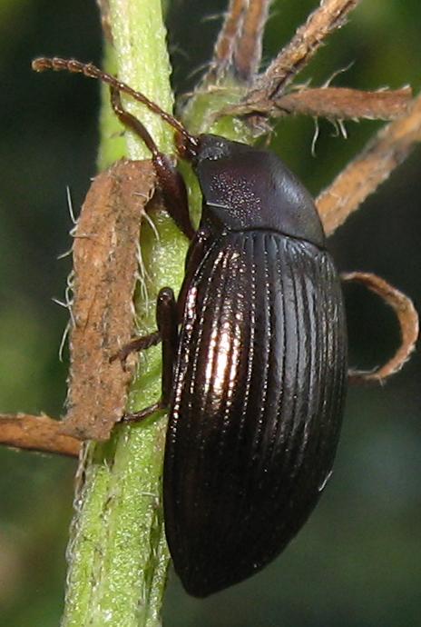 Nalassus sp.