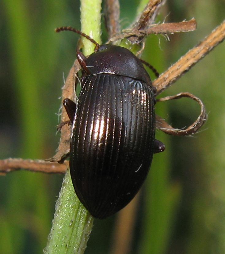 Nalassus sp.