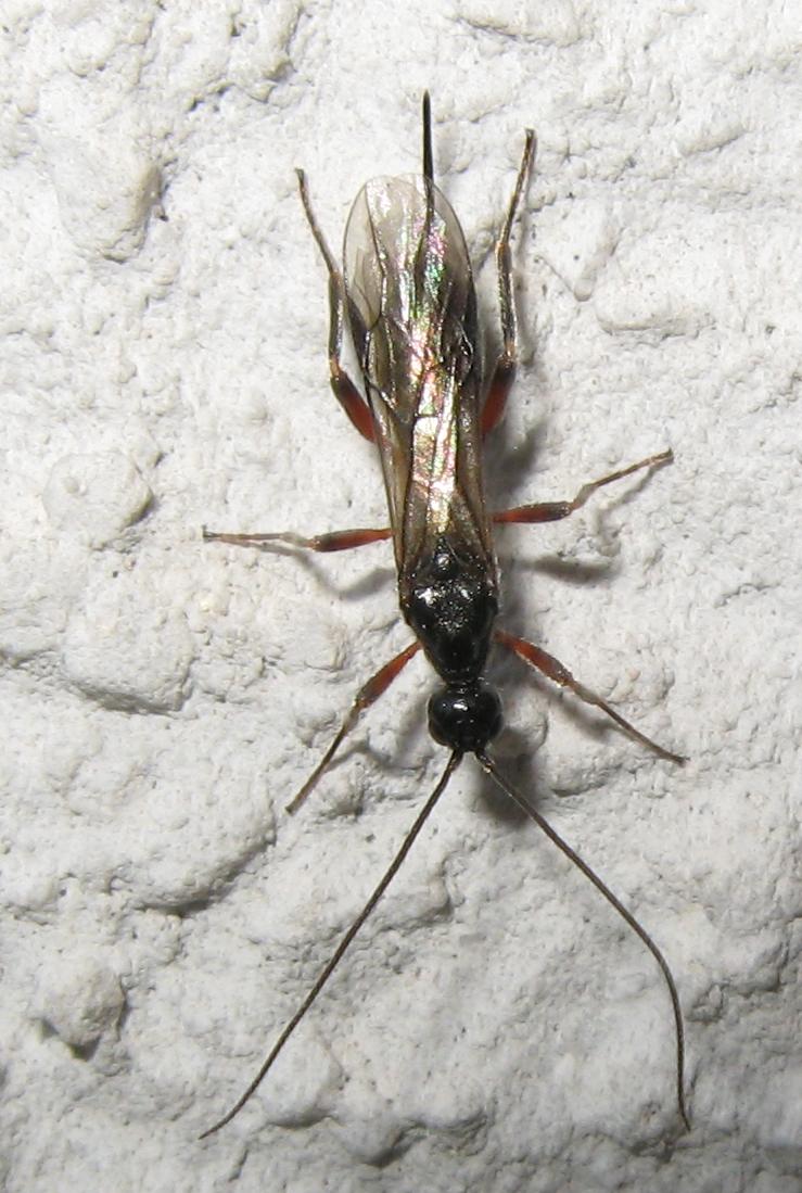 Braconidae ? da ID
