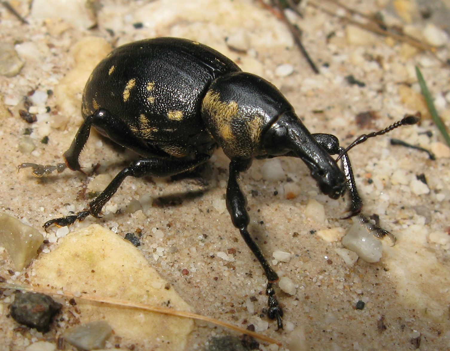 Liparus glabirostris ?